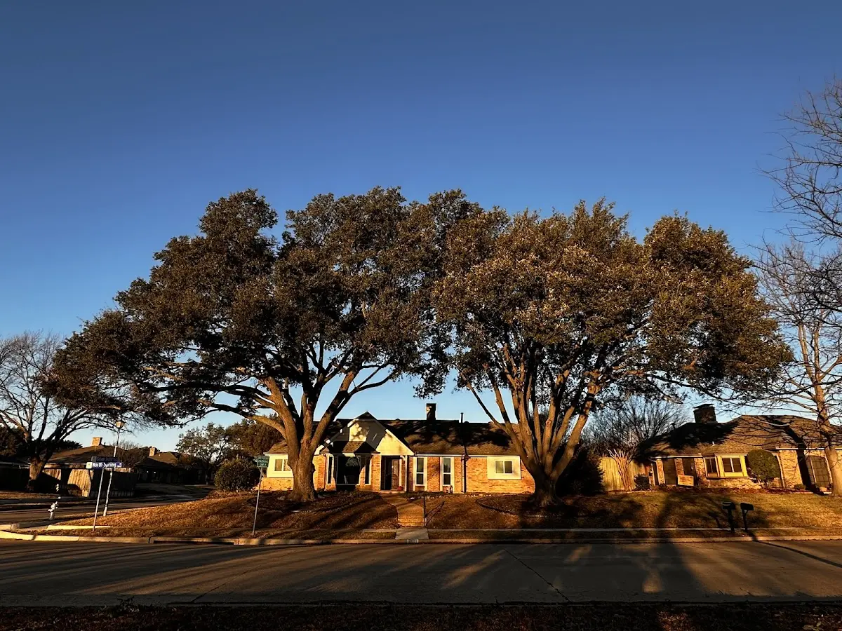 Established residential canopy tree shading a home in Cameron